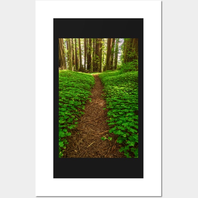 Redwood Forest Path Wall Art by JeffreySchwartz